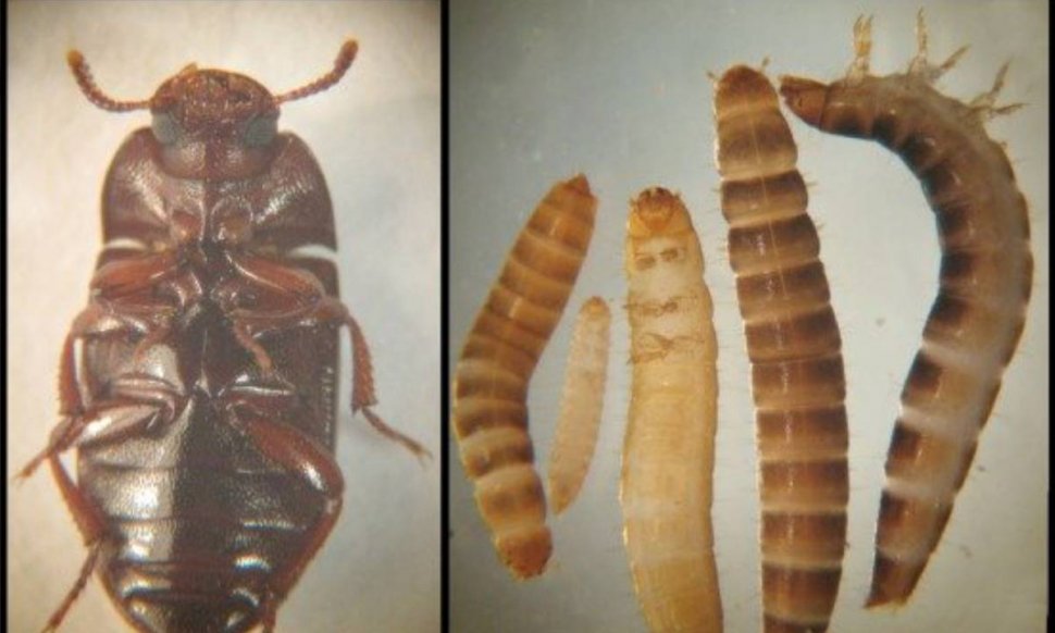 Larva gândacului de bălegar, noul aliment pentru consum uman aprobat de UE