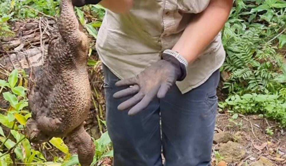 Broască cu greutate de record mondial, ucisă de autorități: "N-am văzut în viaţa mea ceva atât de mare" 812212