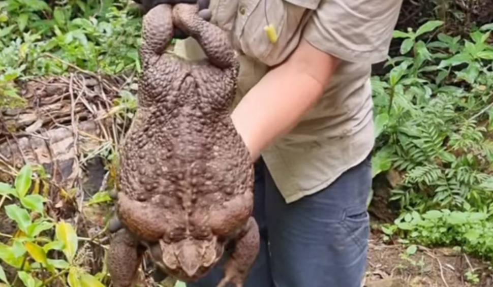 Broască cu greutate de record mondial, ucisă de autorități: "N-am văzut în viaţa mea ceva atât de mare" 812213