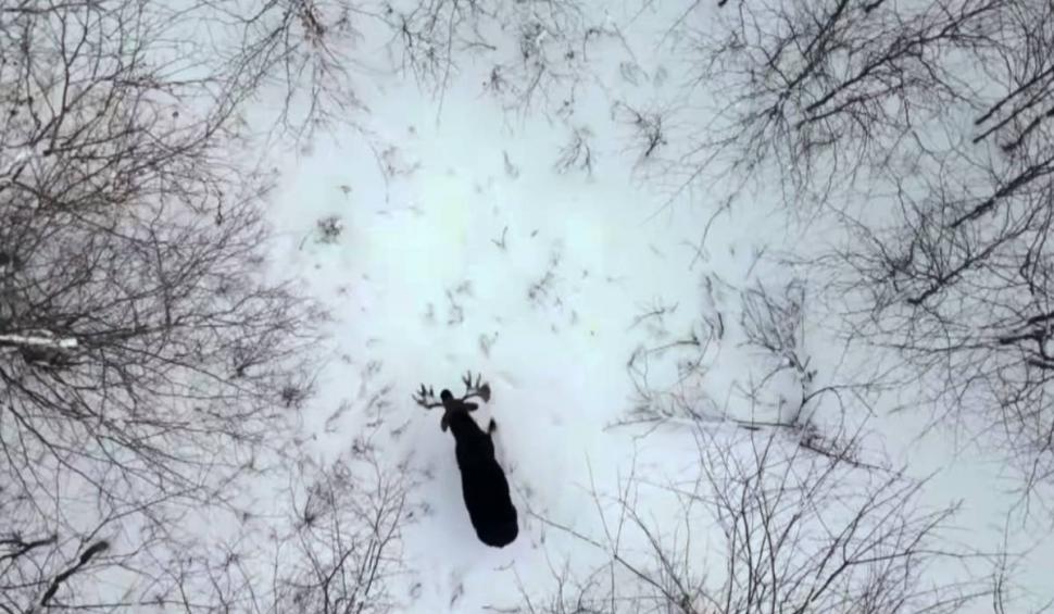 Imagini rare din Canada | Un bărbat a surprins momentul în care un elan își pierde coarnele: ”Este ca premiul cel mare la loterie”