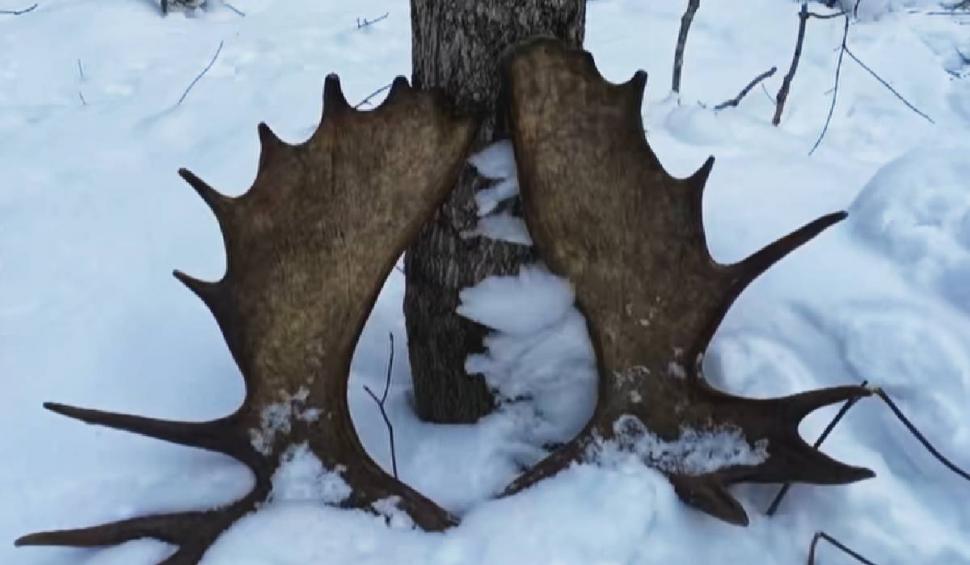 Imagini rare din Canada | Un bărbat a surprins momentul în care un elan își pierde coarnele: ”Este ca premiul cel mare la loterie” 812284