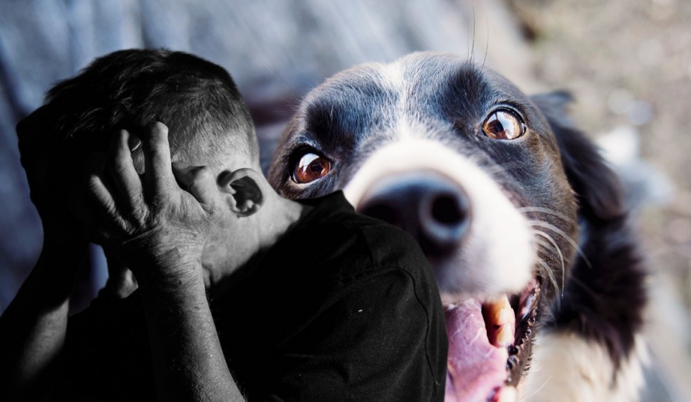 Un bărbat snopit în bătaie din cauza unui câine îşi caută dreptatea în instanţă, în Alba | Ce răspuns a primit