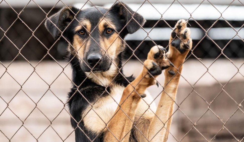 Federaţia Naţională pentru Protecţia Animalelor arată cum poate scăpa România de câinii fără stăpân: "Este singura soluție"