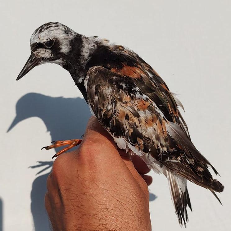 Un pietruş inelat în Delta Dunării a ajuns până în sudul Africii, după ce a zburat peste 8.000 de kilometri 813122