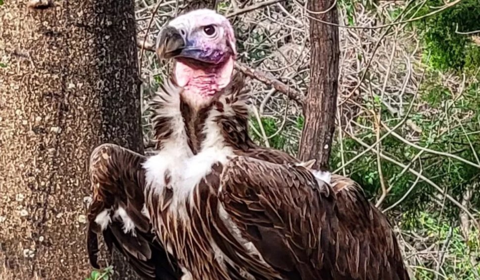 Recompensă de 10.000 de dolari, după ce un vultur rar a murit cu "o rană neobișnuită", la grădina zoologică din Dallas