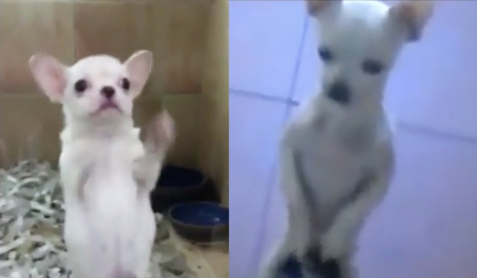 Doi căţei din rasa Chihuahua, dresați să danseze pe ritmuri latino, virali pe internet 