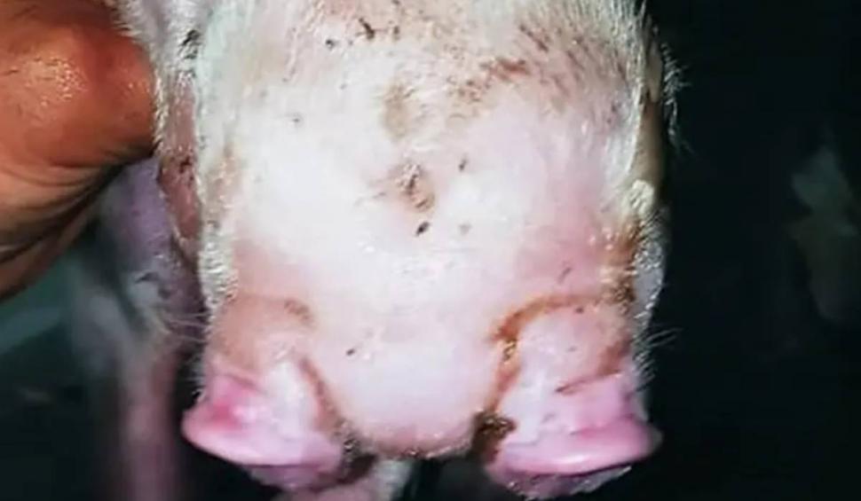 Creatură mutant, fătată de o scroafă, în Argentina. Fermierul s-a îngrozit: "Este prima dată când văd așa ceva" 813915