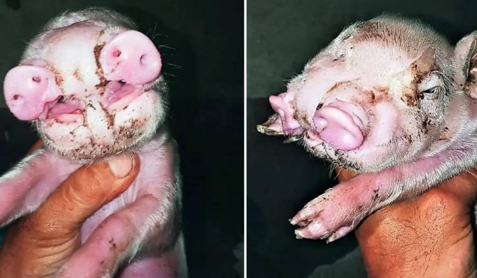 Creatură mutant, fătată de o scroafă, în Argentina. Fermierul s-a îngrozit: "Este prima dată când văd așa ceva" 813916