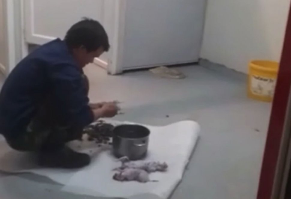 Vietnamez filmat la Cluj când pregătea șobolanii pentru a-i mânca: "Sunt gata de pus pe grătar"
