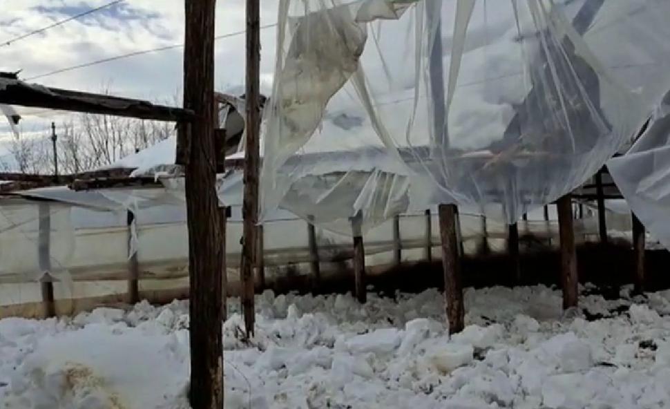 Sute de solarii cu legume au fost distruse de viscol şi zăpadă. Pagube uriaşe pentru legumicultorii din Matca 814436