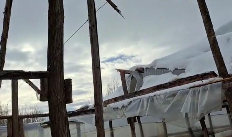 Sute de solarii cu legume au fost distruse de viscol şi zăpadă. Pagube uriaşe pentru legumicultorii din Matca 814437