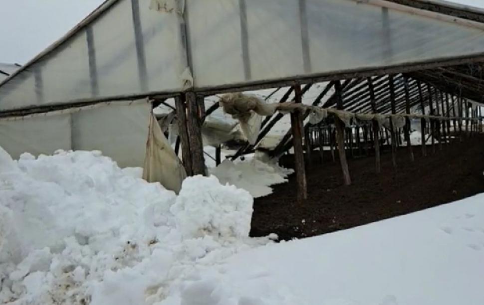 Sute de solarii cu legume au fost distruse de viscol şi zăpadă. Pagube uriaşe pentru legumicultorii din Matca 814438