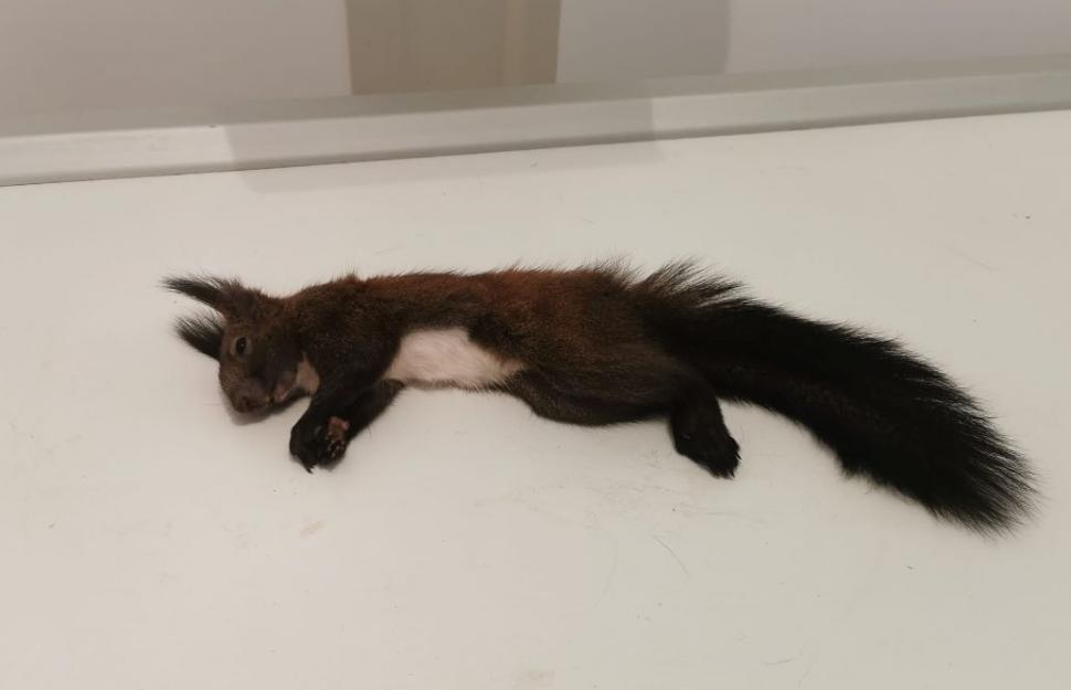 O veveriță aproape îngheţată de frig a fost salvată de un trecător, în Mediaș. "Omenește am făcut totul!" 814466