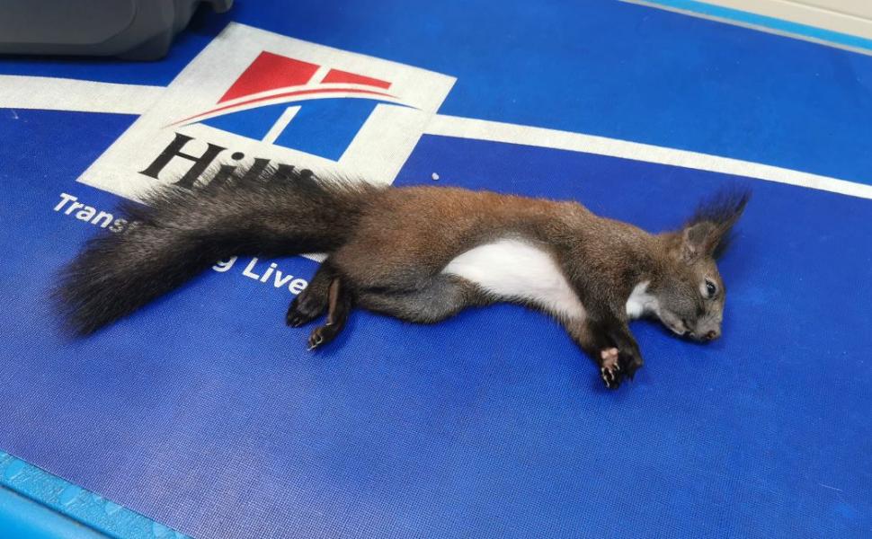 O veveriță aproape îngheţată de frig a fost salvată de un trecător, în Mediaș. "Omenește am făcut totul!" 814468