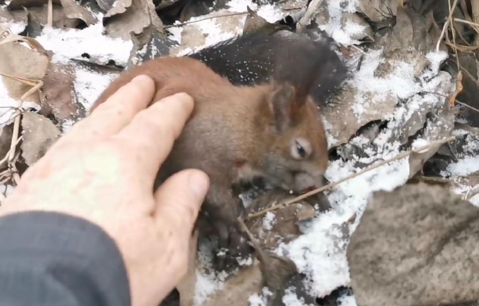 O veveriță aproape îngheţată de frig a fost salvată de un trecător, în Mediaș. "Omenește am făcut totul!" 814469