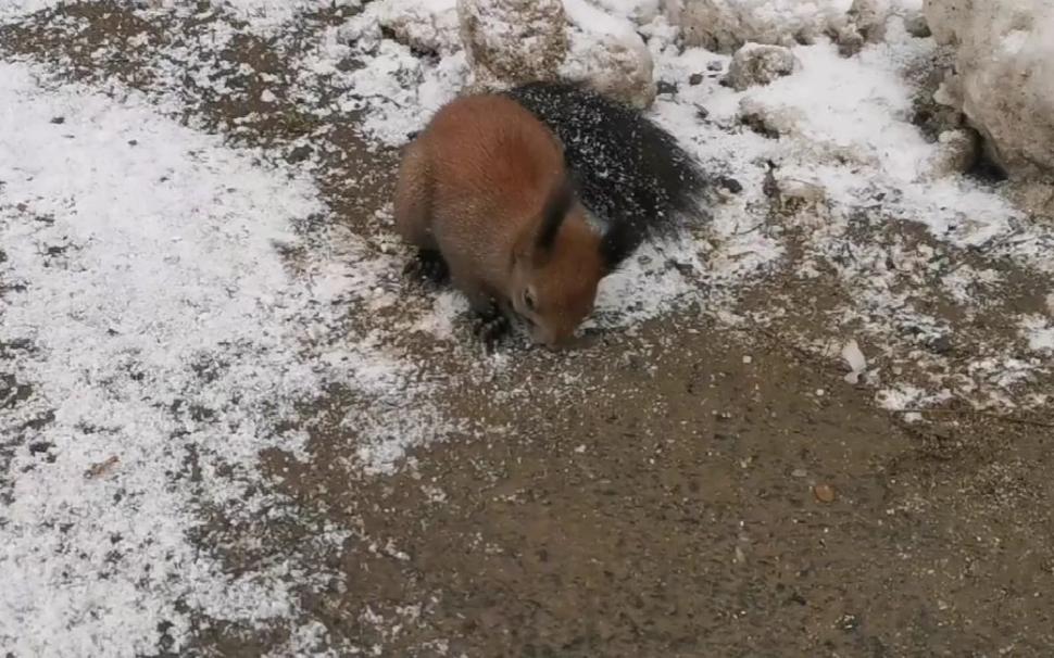 O veveriță aproape îngheţată de frig a fost salvată de un trecător, în Mediaș. "Omenește am făcut totul!" 814470