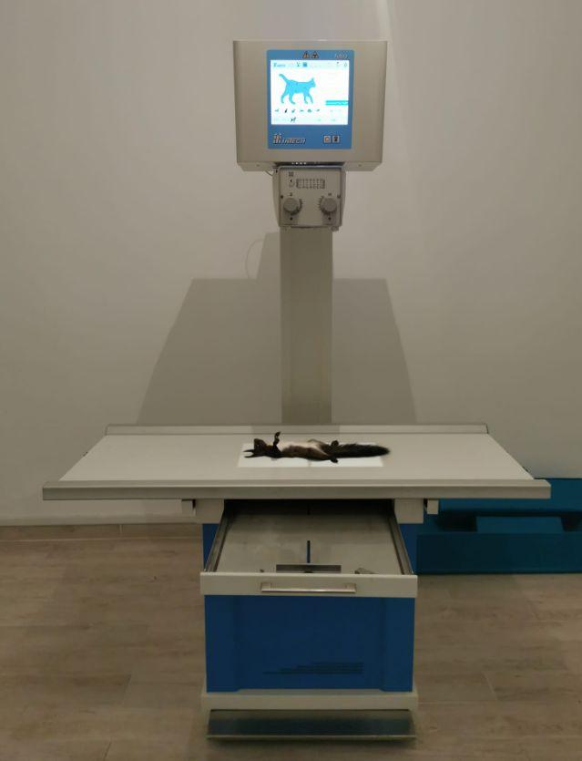 O veveriță aproape îngheţată de frig a fost salvată de un trecător, în Mediaș. "Omenește am făcut totul!" 814471