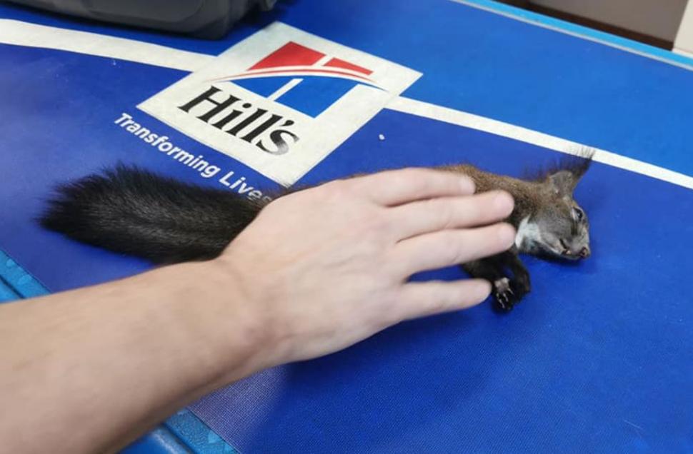 O veveriță aproape îngheţată de frig a fost salvată de un trecător, în Mediaș. "Omenește am făcut totul!" 814472