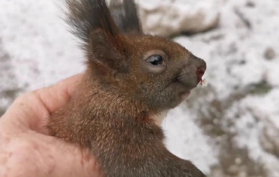 O veveriță aproape îngheţată de frig a fost salvată de un trecător, în Mediaș. "Omenește am făcut totul!" 814473
