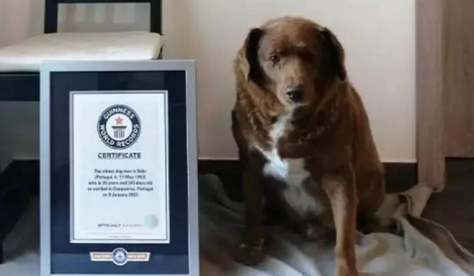 Cel mai bătrân câine din lume a împlinit 30 de ani. Care este "secretul" longevității lui Bobi 814935