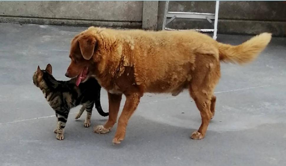 Cel mai bătrân câine din lume a împlinit 30 de ani. Care este "secretul" longevității lui Bobi 814937