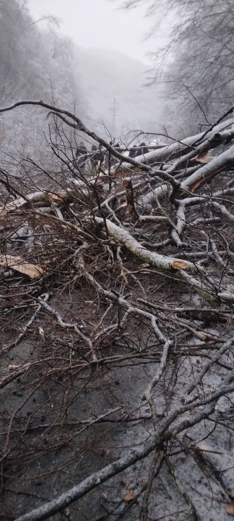 Un copac a căzut peste o mașină în mers, în Reșița. Un băiat de 14 ani a murit 814994