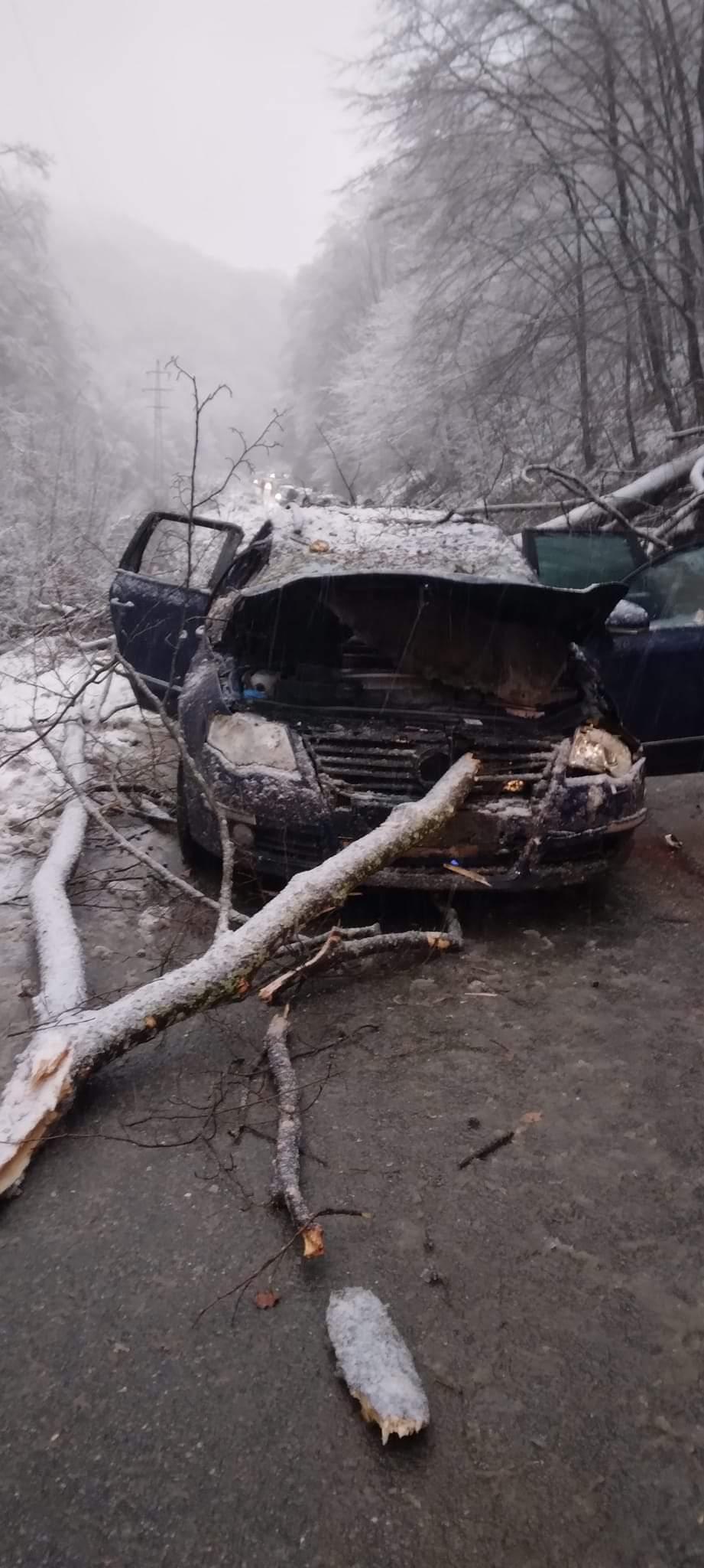 Un copac a căzut peste o mașină în mers, în Reșița. Un băiat de 14 ani a murit 814996