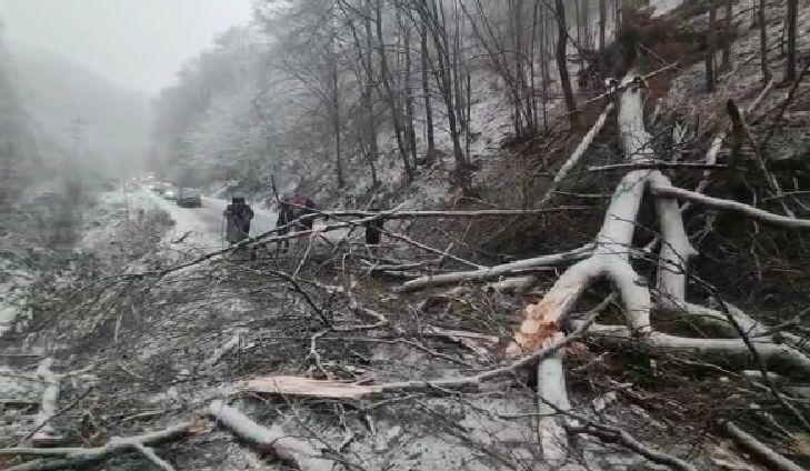 Un copac a căzut peste o mașină în mers, în Reșița. Un băiat de 14 ani a murit 814998