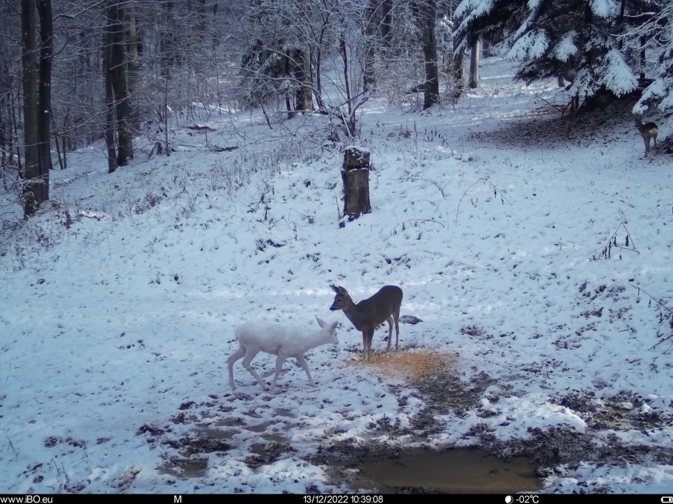Caprioară albă, surprinsă de camerele foto Romsilva, în Parcul Natural Bucegi: "Apariție surpriză" 815843