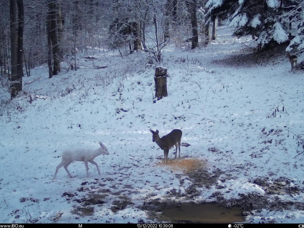 Caprioară albă, surprinsă de camerele foto Romsilva, în Parcul Natural Bucegi: "Apariție surpriză" 815844