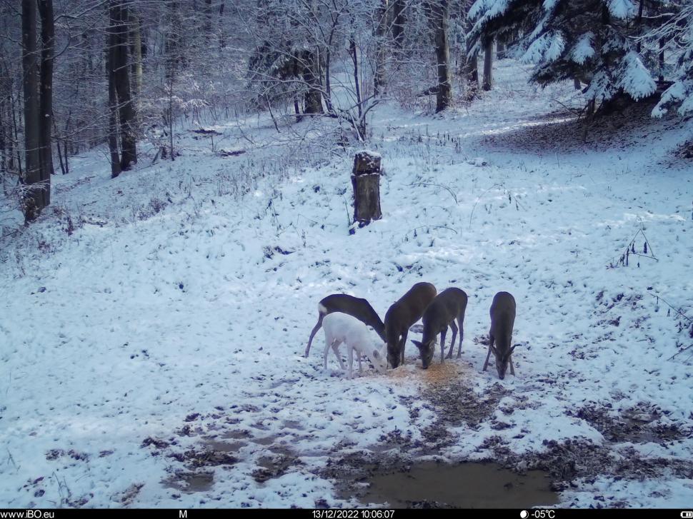 Caprioară albă, surprinsă de camerele foto Romsilva, în Parcul Natural Bucegi: "Apariție surpriză" 815846