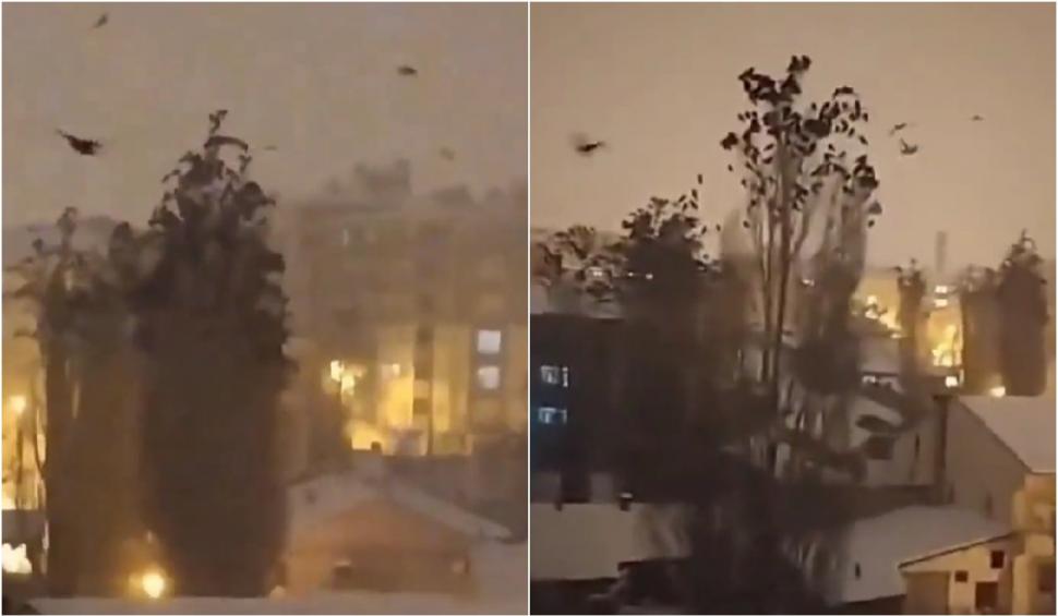 Cutremurul din Turcia, prevestit cu câteva minute înainte | Ce s-a întâmplat cu păsările."Este atât de înfricoșător" 815778