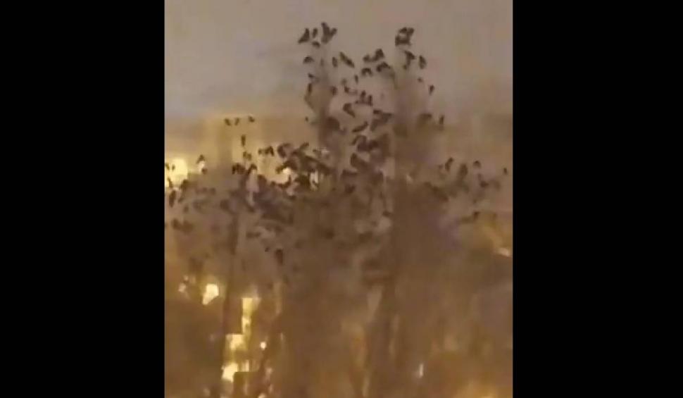 Cutremurul din Turcia, prevestit cu câteva minute înainte | Ce s-a întâmplat cu păsările."Este atât de înfricoșător" 815781