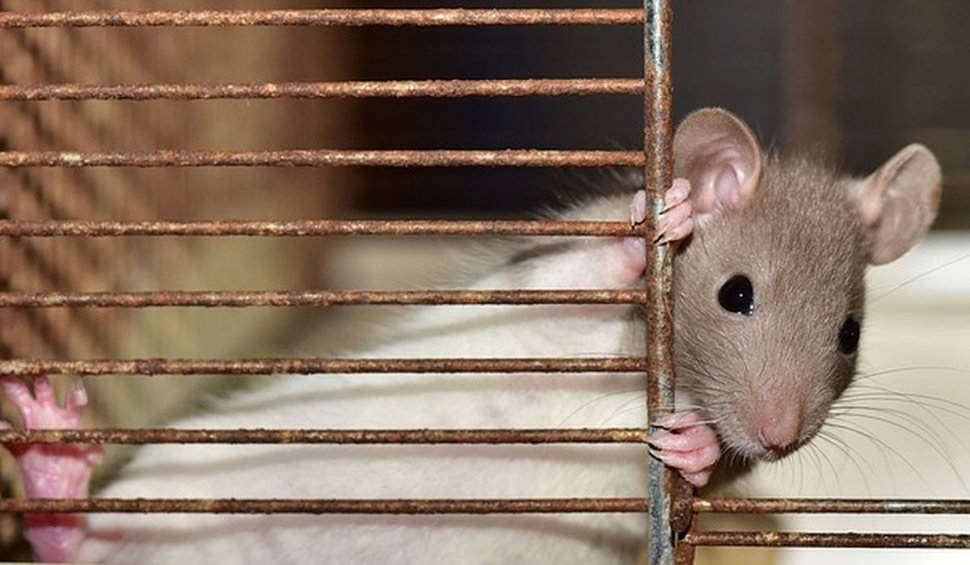 O femeie care trăia cu 800 de şobolani în apartament, descoperită după ce vecinii au reclamat un miros urât, în Germania