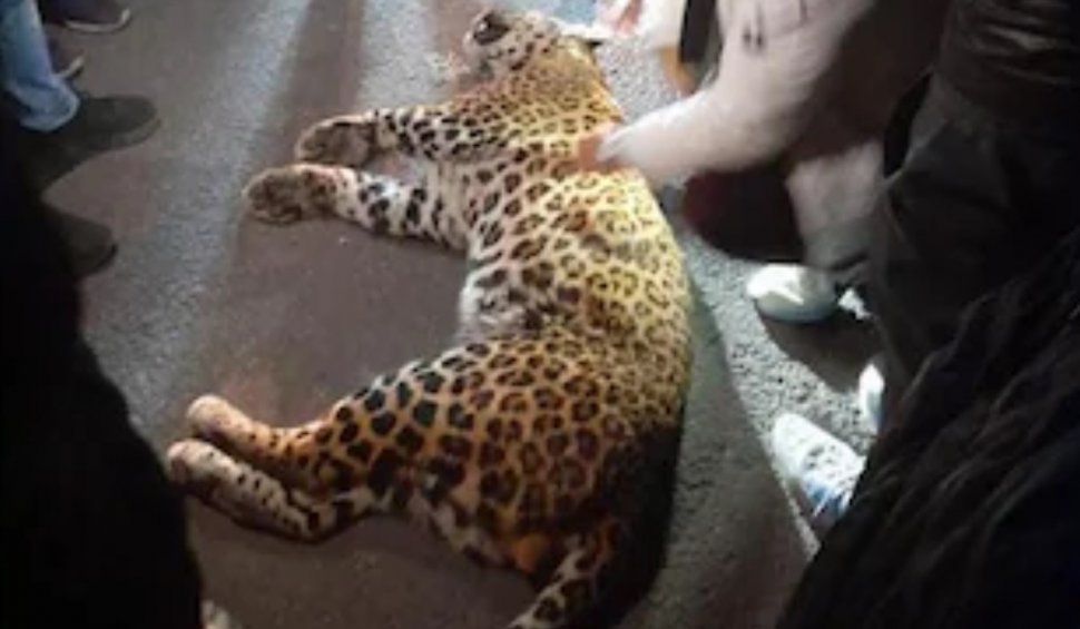 Un leopard s-a furișat într-un tribunal din India și a rănit șase oameni. Avocații s-au baricadat în camerele clădirii