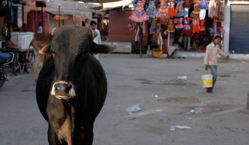 India își îndeamnă cetățenii să "îmbrățișeze o vacă" de Ziua Îndrăgostiților