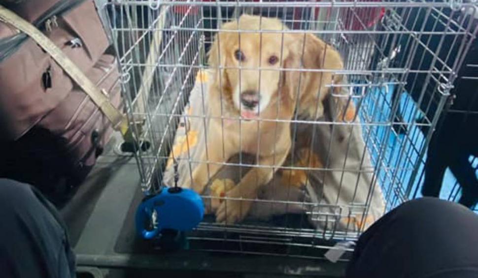 Ei sunt Rareş şi Max, pompierul din Cluj şi câinele său care au plecat în Turcia pentru a salva vieţi. Rareş s-a oferit să meargă voluntar din timpul său liber 816040