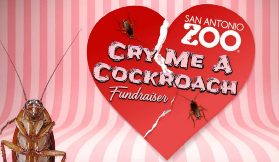 "Ofertă" de Ziua Îndrăgostiților: Gândacii pot fi botezaţi cu numele foştilor iubiți, la o Grădină Zoologică din Texas
