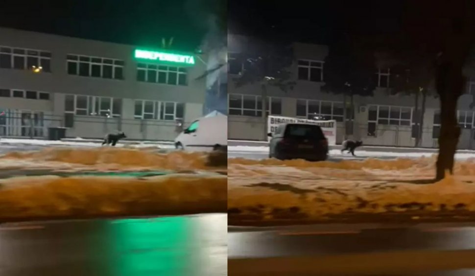 Panică la Sibiu: Un urs, filmat când aleargă pe străzi. A fost emis mesaj Ro-Alert