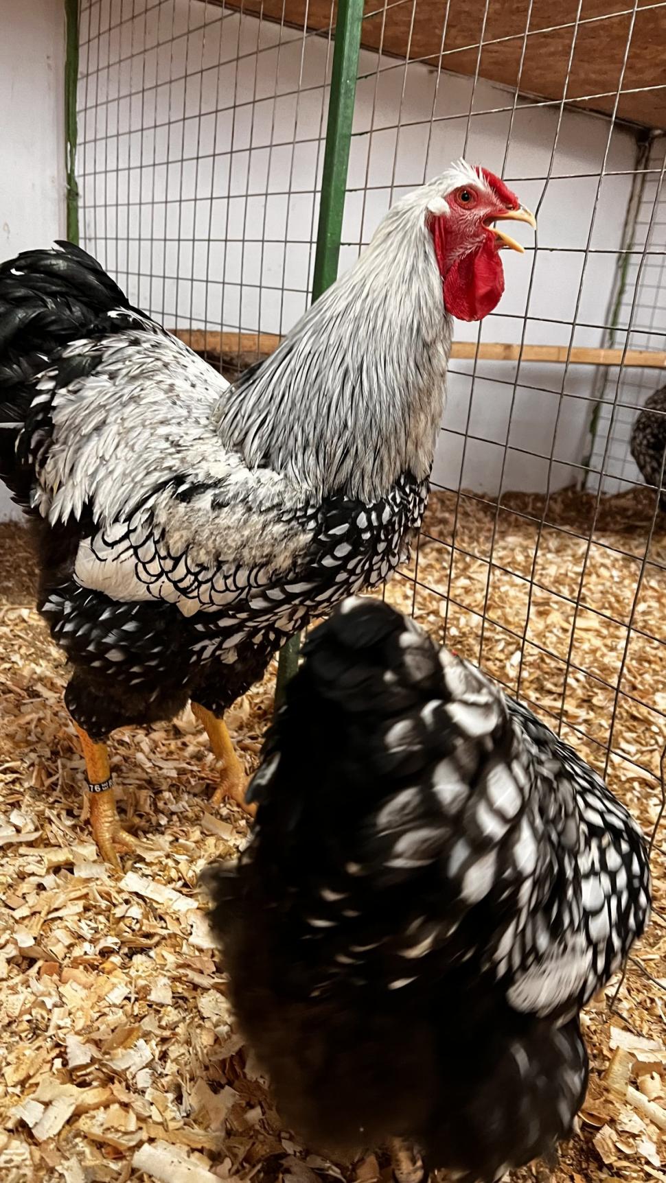 Un tânăr de 19 ani a dat lovitura în afaceri. Cum a ajuns să vândă un ou cu 150 de lei, în Arad 817449