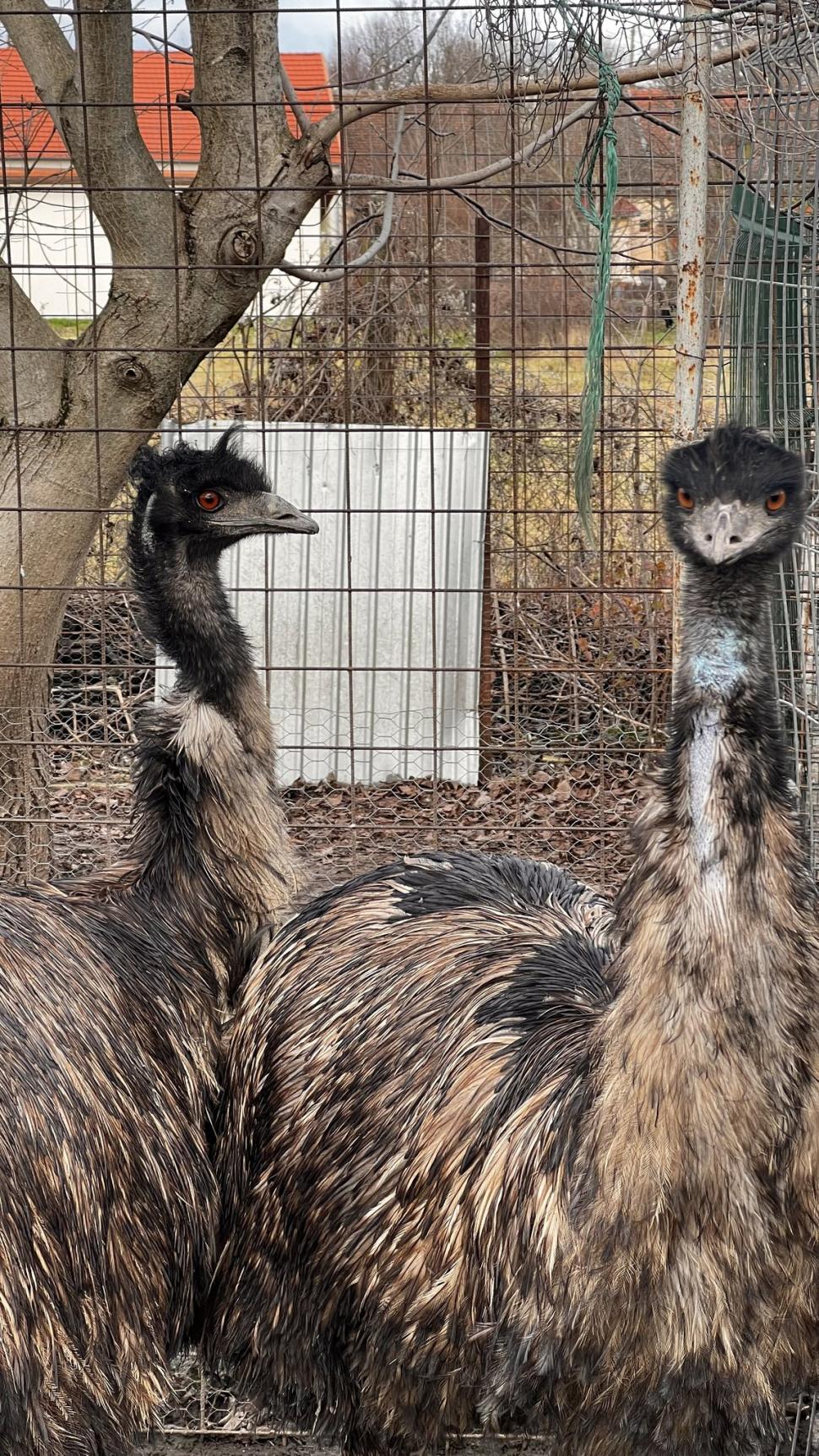 Un tânăr de 19 ani a dat lovitura în afaceri. Cum a ajuns să vândă un ou cu 150 de lei, în Arad 817450