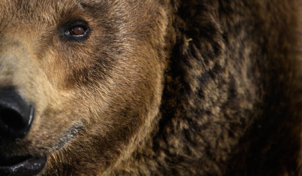 Conserve cu excremente de urs, vândute în România. Suma cu care a fost amendat producătorul