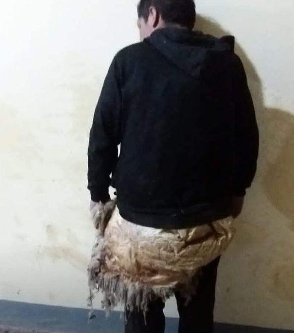 Un deținut a vrut să evadeze din închisoare deghizat într-o oaie. Imaginile au devenit virale 817700