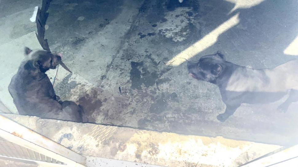 Încă o femeie a fost atacată de câini la Lacul Morii! Un cetățean i-a sărit în ajutor 817824