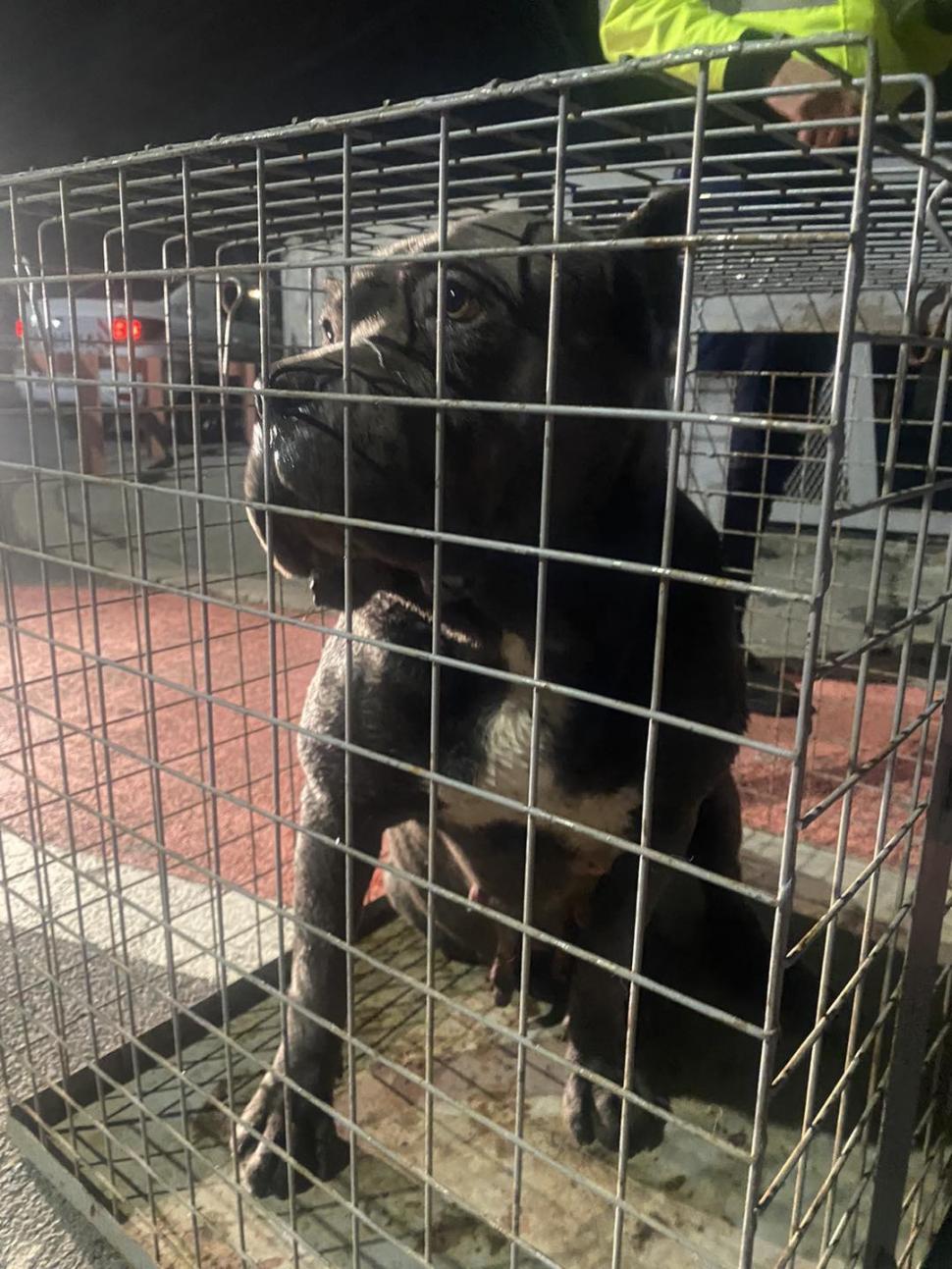 Încă o femeie a fost atacată de câini la Lacul Morii! Un cetățean i-a sărit în ajutor 817851