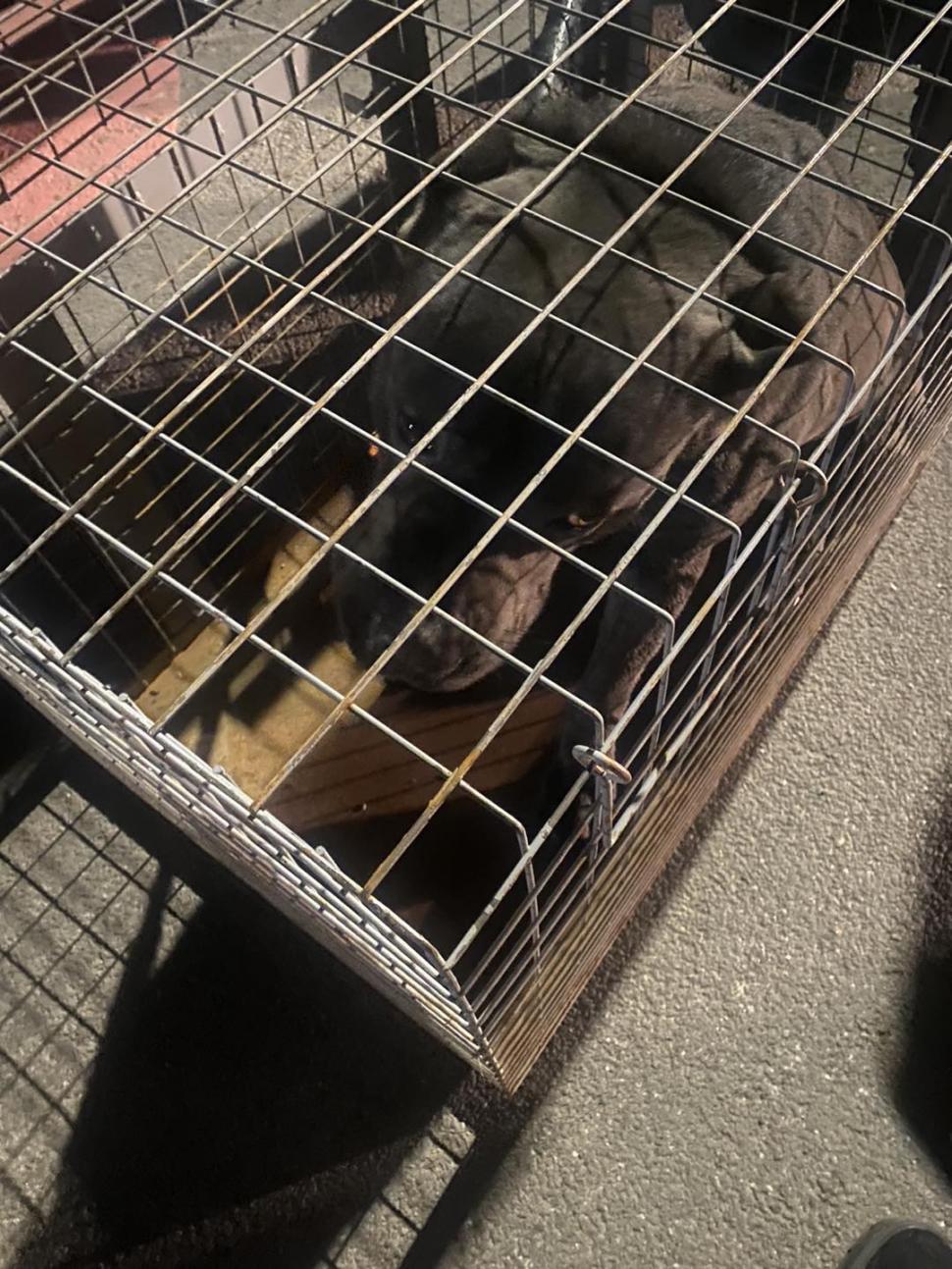 Încă o femeie a fost atacată de câini la Lacul Morii! Un cetățean i-a sărit în ajutor 817855