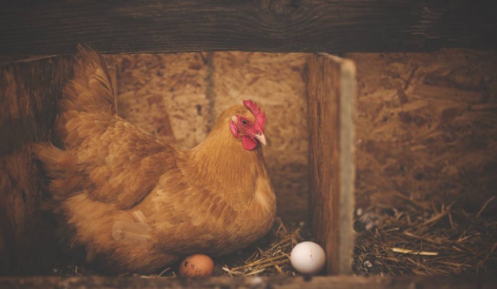 Un american își închiriază găinile din cauza creșterii prețului la ouă