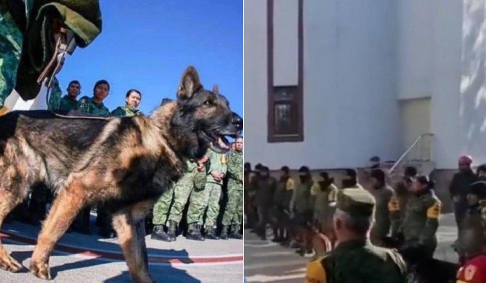 Ceremonie emoționantă pentru un câine care a sfârșit în misiunea din Turcia. A salvat două vieți