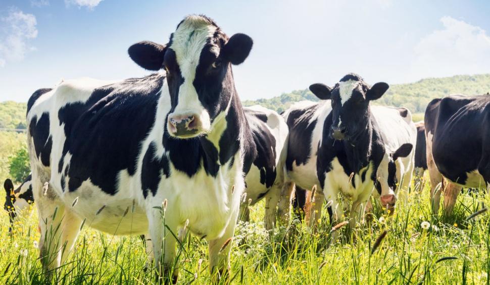 Laptele se va ieftini semnificativ. Anunţul făcut de patronatul din industrie 818138