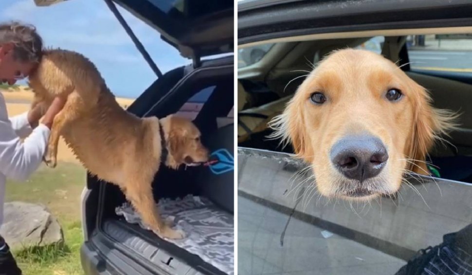 Un câine încăpățânat a devenit vedetă pe internet, după ce a refuzat să meargă acasă | Filmarea, virală pe rețelele sociale